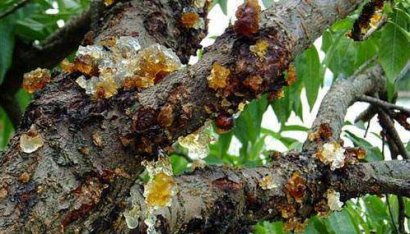 桃樹主要病蟲害有哪些？如何防治？