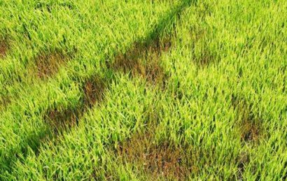 水稻立枯病綜合防治技術(shù)