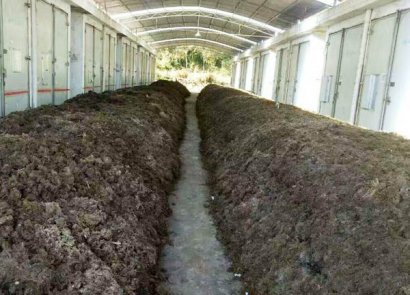 雞糞堆肥發酵技術要點