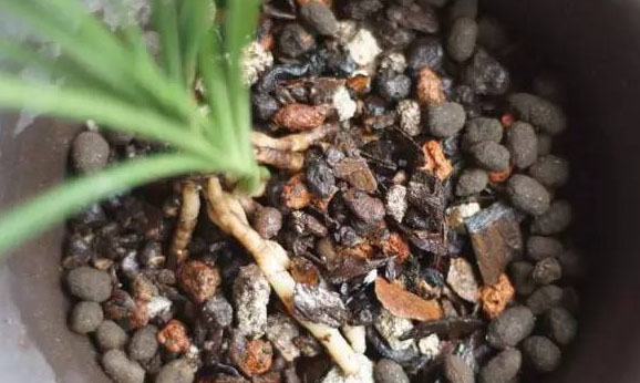 羊糞發(fā)酵有機肥有哪些用途