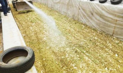 玉米秸稈能發酵做飼料嗎？