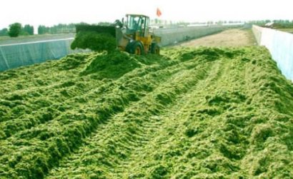 玉米和小麥堆肥發酵技術區別有哪些