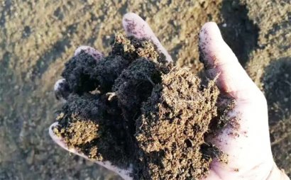 枯草芽孢桿菌有哪些功效？