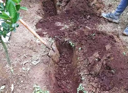 羊糞有機肥發酵的原因及方法