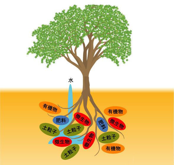 巨大芽孢桿菌功能