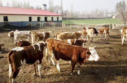 牛糞發酵有機肥的詳細步驟