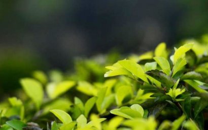 牛糞發酵處理有機肥技術