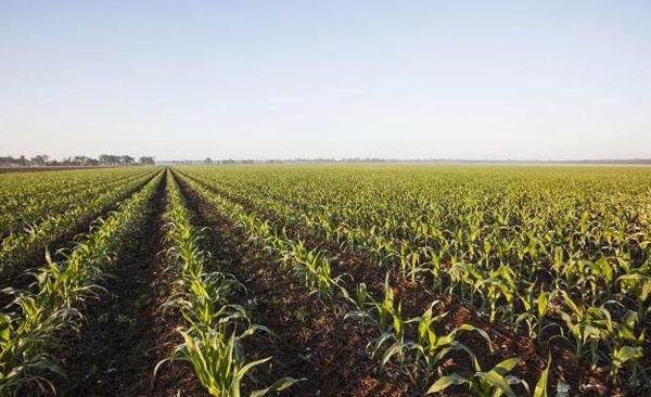 使用雞糞發酵劑處理后的雞糞有機肥有哪些優點