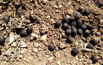 發酵后的羊糞有機肥有哪些優點？