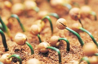 如何發(fā)酵有機肥才算正確，操作步驟是什么？