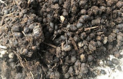 羊糞發酵有機肥的操作步驟