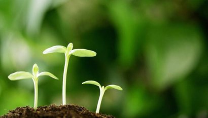 如何發酵腐熟雞糞？