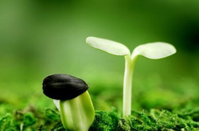 如何使用發(fā)酵劑發(fā)酵雞糞制成有機(jī)肥料