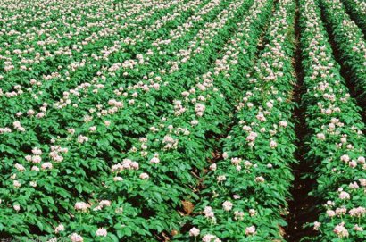 雞糞發酵制作有機肥的傳統方法