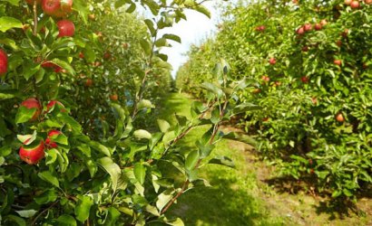 雞糞有機肥如何發酵腐熟，有哪些方法？