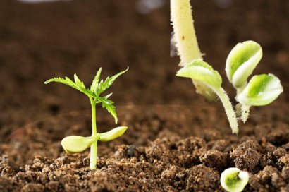 東北地區(qū)可以發(fā)酵雞糞有機(jī)肥嗎？