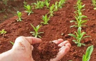 制作雞糞有機肥的方法是什么？