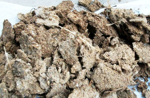 雞糞的傳統發酵與現在發酵有哪些不同？