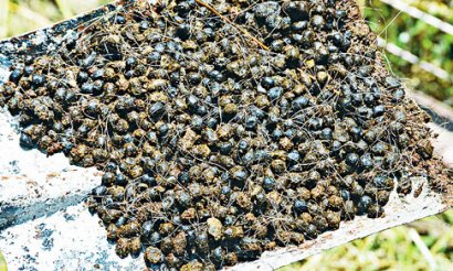 羊糞堆肥發酵該怎么進行？