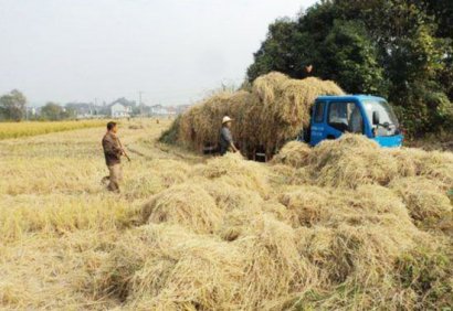 使用秸稈發(fā)酵劑發(fā)酵秸稈做飼料的方法
