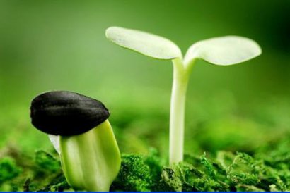 雞糞自然發酵需要多長時間？