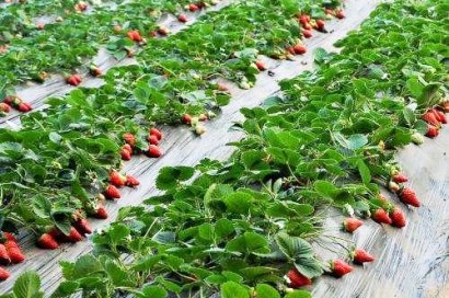 不同規(guī)模的養(yǎng)雞環(huán)境中如何處理雞糞？