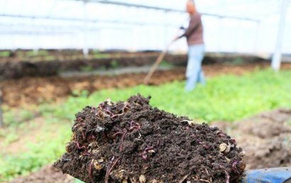 雞糞需要多少天才能自然發酵好？