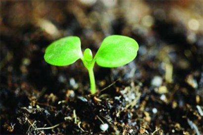 豬糞在日常種植中的作用及發酵速度？