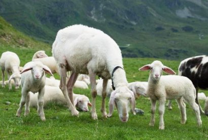 羊糞有機肥是怎么發酵的？