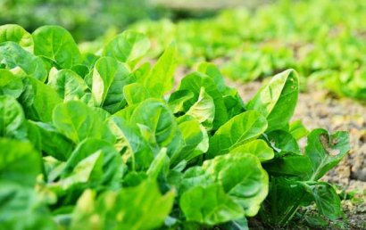 羊糞有機(jī)肥的發(fā)酵方法和使用優(yōu)點(diǎn)