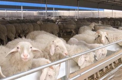 怎么自制羊糞有機肥？