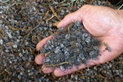 羊糞多少錢一噸？