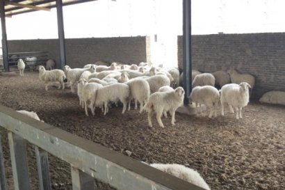 養(yǎng)殖場的羊糞都怎么處理了？