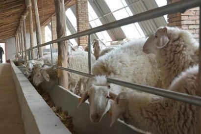 羊糞如何做到科學利用？