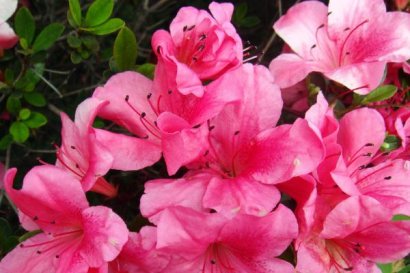 羊糞養(yǎng)花該注意哪些？