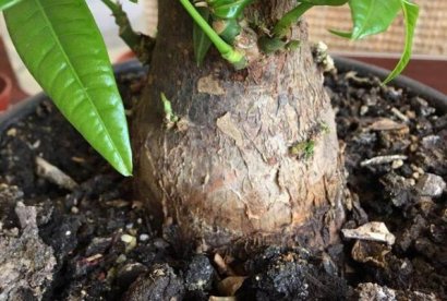 種花為什么只選擇羊糞作為肥料？