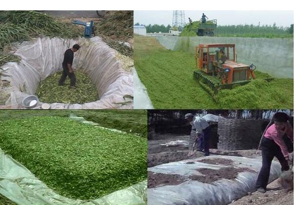 玉米秸稈作為沼氣池發酵原料注意事項？