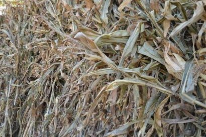 如何進行玉米秸稈沼氣發酵原料預處理？