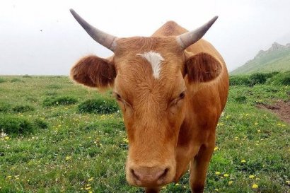 秸稈飼料適合哪些家畜？