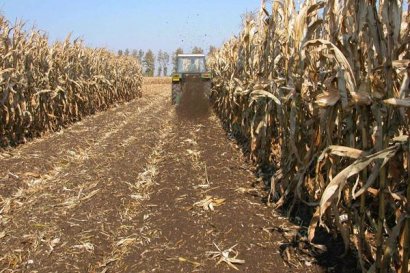 玉米秸稈做飼料有哪幾種方法？