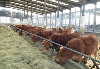 牛糞有機(jī)肥如何使用？