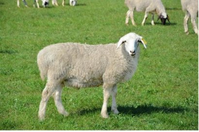 小麥秸稈發酵后可以喂羊嗎