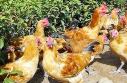 使用雞糞做有機(jī)肥好嗎，如何發(fā)酵處理？