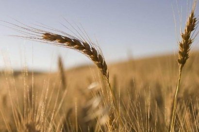 小麥秸稈發酵成有機肥的方法？