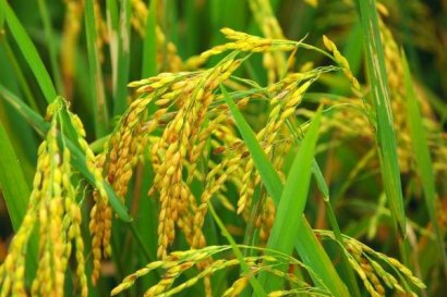 水稻秸稈能用來做什么？