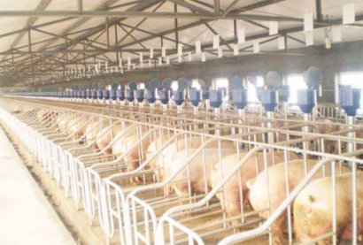 如何利用豬糞制作有機(jī)肥