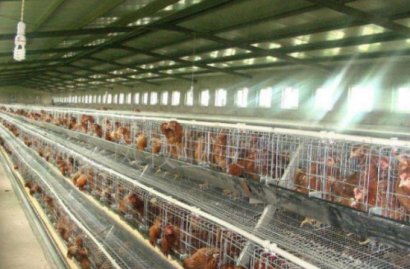 雞糞快速腐熟技術的具體過程