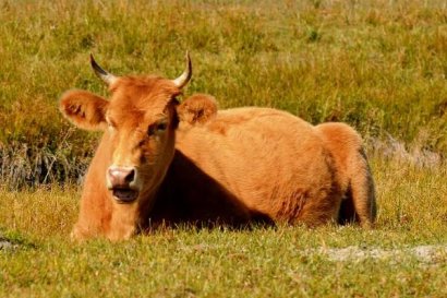 發(fā)酵后的高梁秸稈可以喂牛嗎？