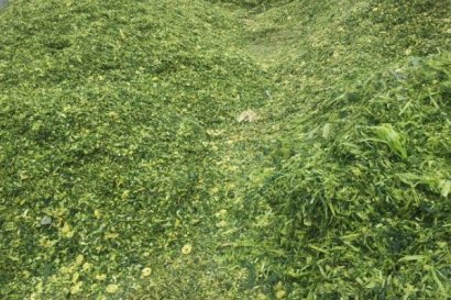 秸稈發(fā)酵喂牛與不發(fā)酵有多大區(qū)別