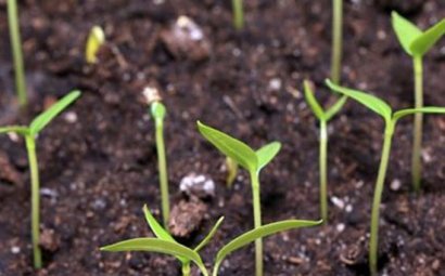 牛糞發(fā)酵做底肥的優(yōu)勢與隱患